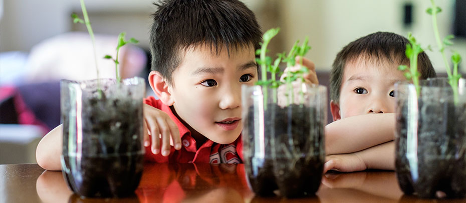 Two young boys sitting at a table looking at three clear containers of soil and sprouting greens.