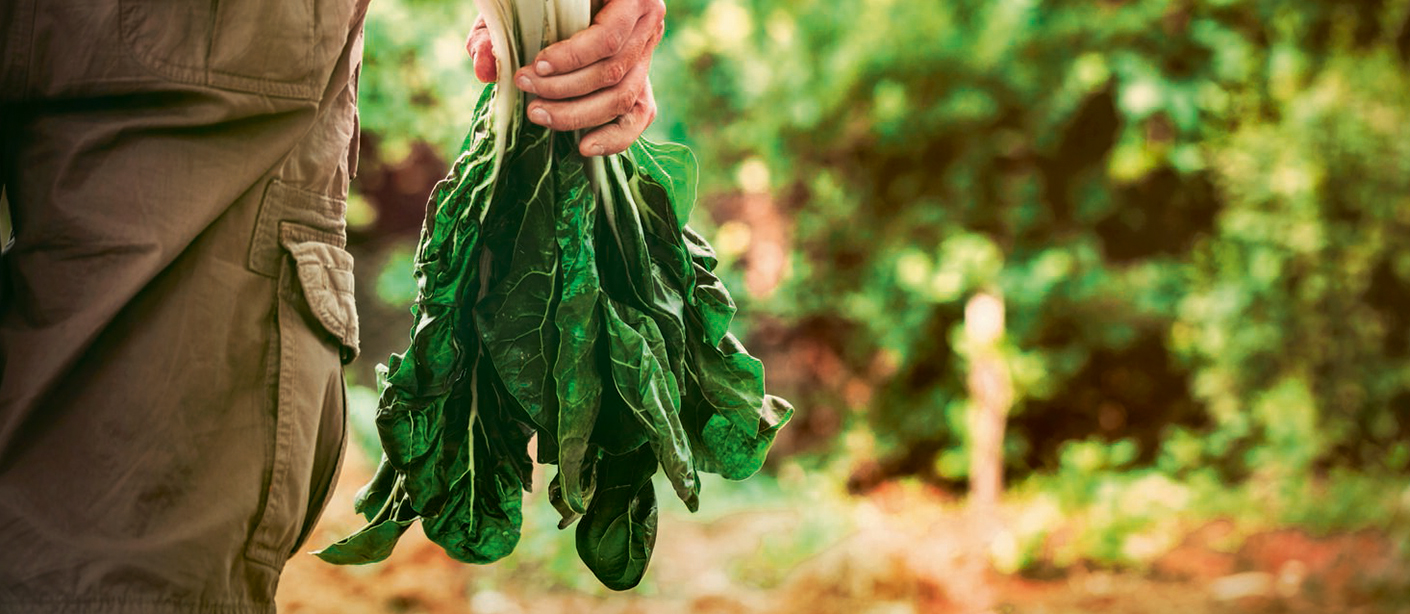 farmer holding freshly picked leafy veggies