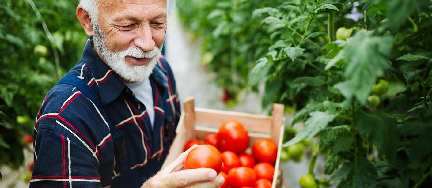 An older man stands between rows of tomato plants holding a box of tomatoes.